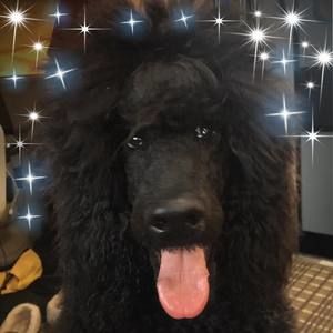 Meet your Posher, Becky